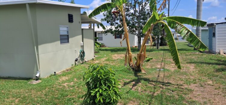 Banana Tree